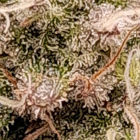 Gorilla Sherbet  growlog timeline photo