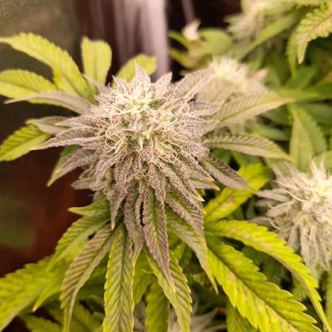 Gorilla Sherbet  growlog timeline photo