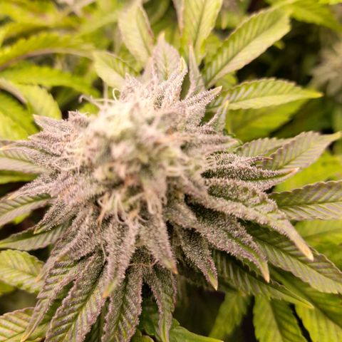 Gorilla Sherbet  growlog timeline photo