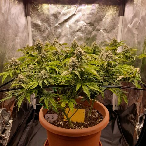 Gorilla Sherbet  growlog timeline photo