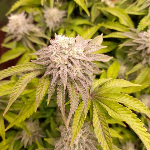 Gorilla Sherbet  growlog timeline photo