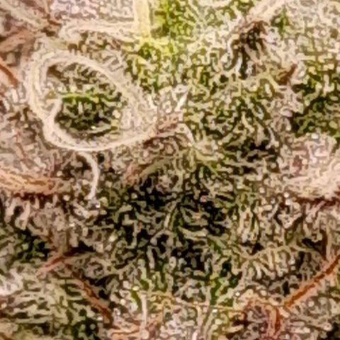 Gorilla Sherbet  growlog timeline photo