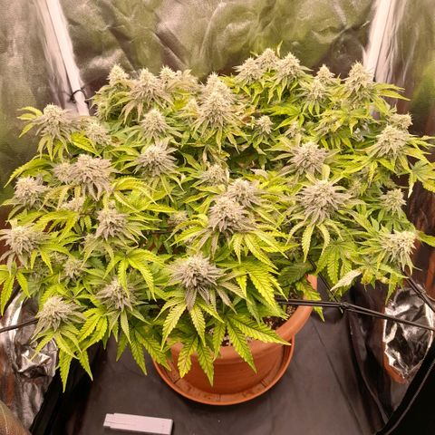 Gorilla Sherbet  growlog timeline photo