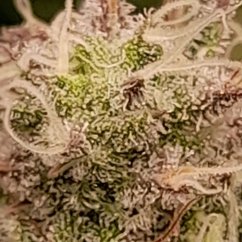 Gorilla Sherbet  growlog timeline photo