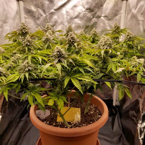 Gorilla Sherbet  growlog timeline photo