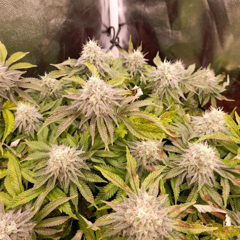 Gorilla Sherbet  growlog timeline photo