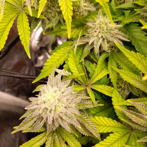 Gorilla Sherbet  growlog timeline photo