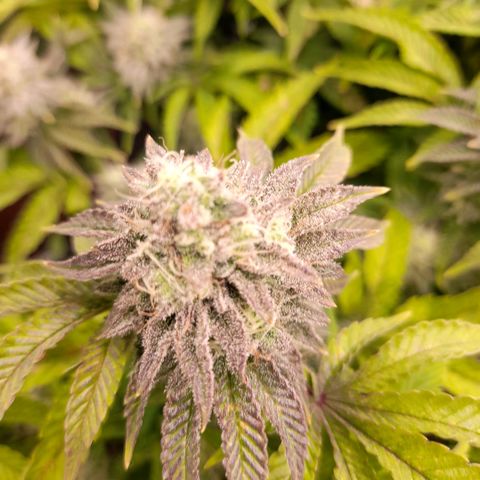 Gorilla Sherbet  growlog timeline photo