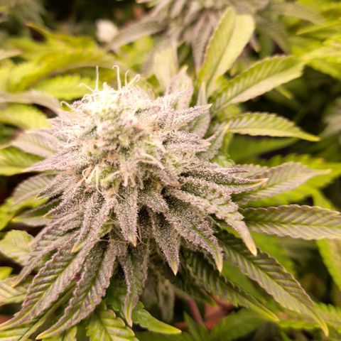 Gorilla Sherbet  growlog timeline photo