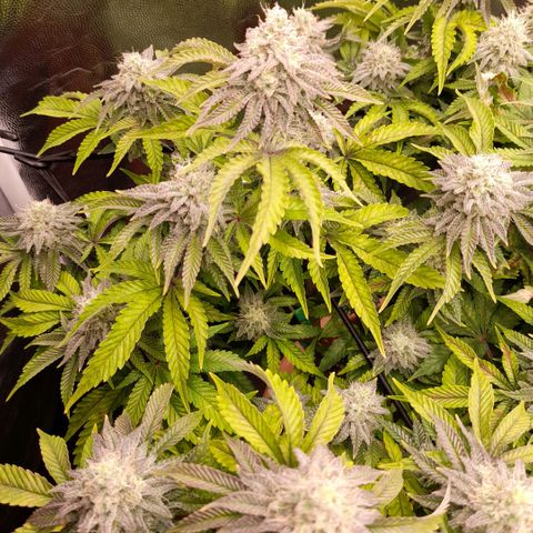 Gorilla Sherbet  growlog timeline photo