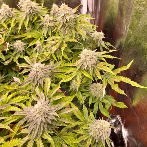 Gorilla Sherbet  growlog timeline photo