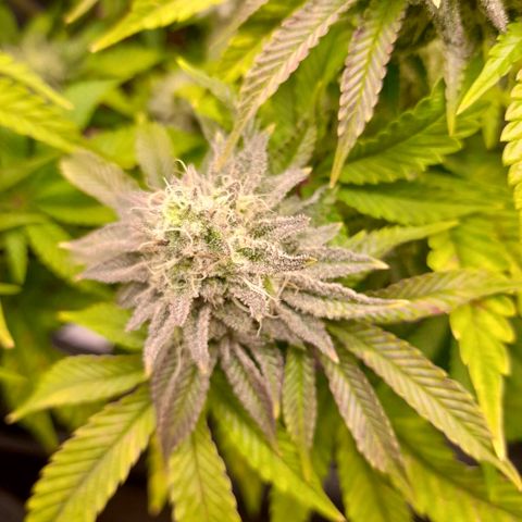 Gorilla Sherbet  growlog timeline photo