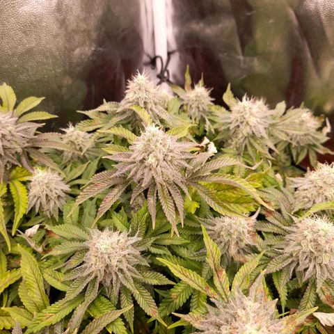 Gorilla Sherbet  growlog timeline photo