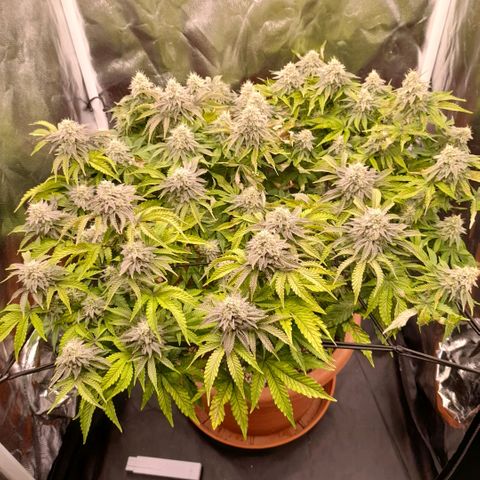 Gorilla Sherbet  growlog timeline photo