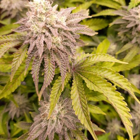 Gorilla Sherbet  growlog timeline photo