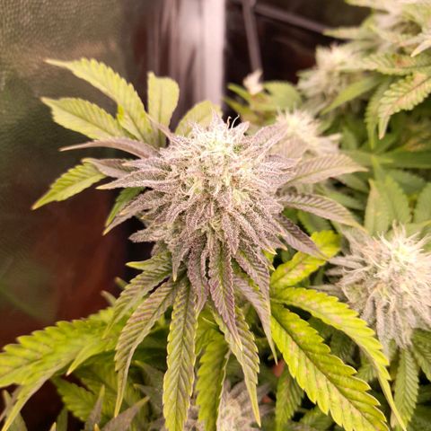 Gorilla Sherbet  growlog timeline photo