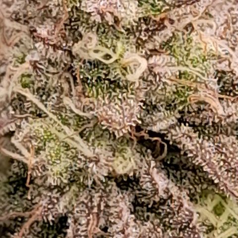 Gorilla Sherbet  growlog timeline photo