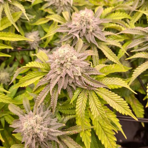 Gorilla Sherbet  growlog timeline photo