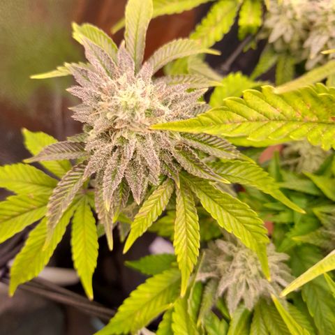 Gorilla Sherbet  growlog timeline photo