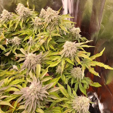 Gorilla Sherbet  growlog timeline photo