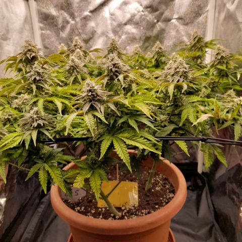 Gorilla Sherbet  growlog timeline photo