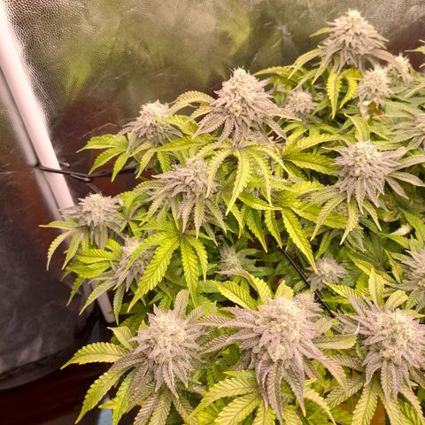 Gorilla Sherbet  growlog timeline photo