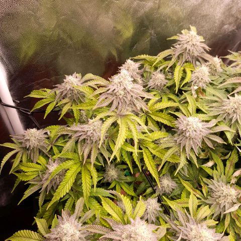 Gorilla Sherbet  growlog timeline photo