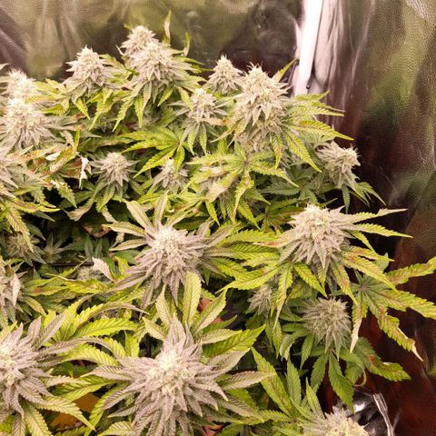 Gorilla Sherbet  growlog timeline photo