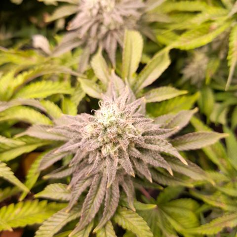 Gorilla Sherbet  growlog timeline photo