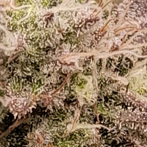 Gorilla Sherbet  growlog timeline photo