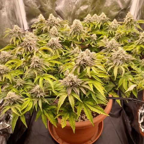 Gorilla Sherbet  growlog timeline photo