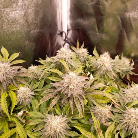 Gorilla Sherbet  growlog timeline photo