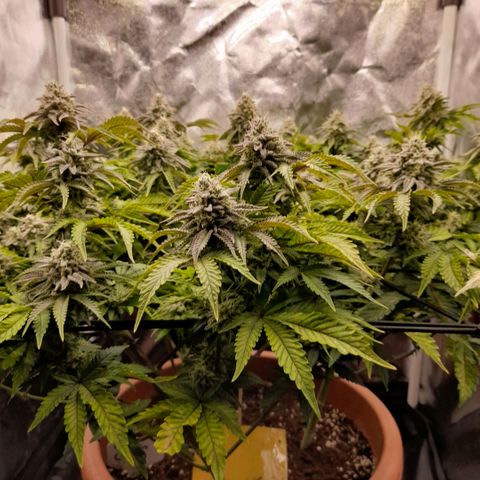 Gorilla Sherbet  growlog timeline photo