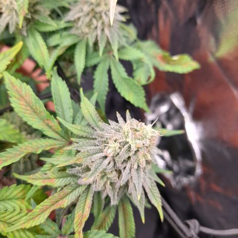 Gorilla Sherbet  growlog timeline photo