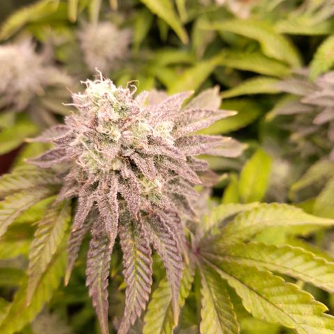 Gorilla Sherbet  growlog timeline photo