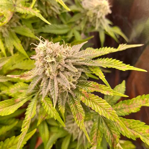 Gorilla Sherbet  growlog timeline photo