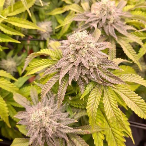 Gorilla Sherbet  growlog timeline photo