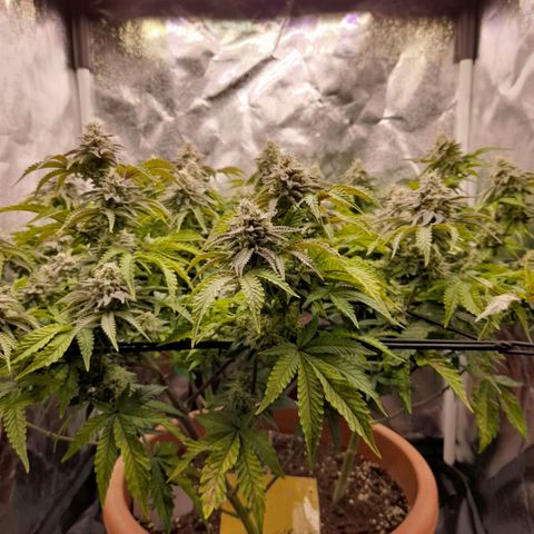 Gorilla Sherbet  growlog timeline photo