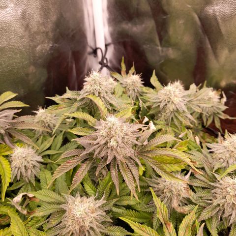 Gorilla Sherbet  growlog timeline photo