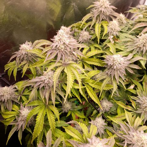 Gorilla Sherbet  growlog timeline photo