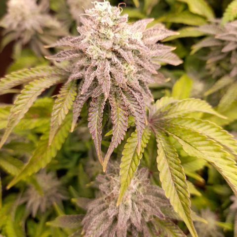 Gorilla Sherbet  growlog timeline photo