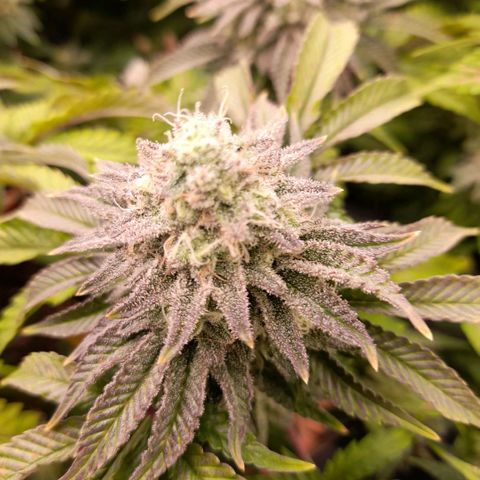 Gorilla Sherbet  growlog timeline photo