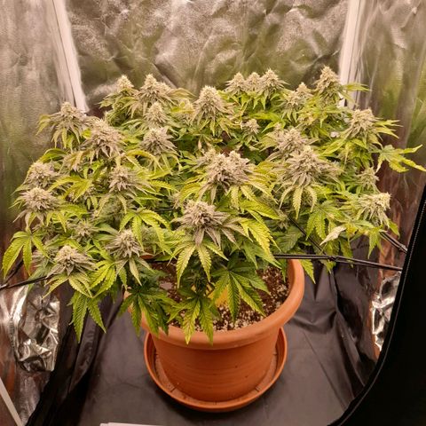 Gorilla Sherbet  growlog timeline photo