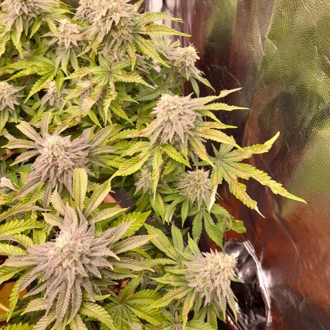 Gorilla Sherbet  growlog timeline photo