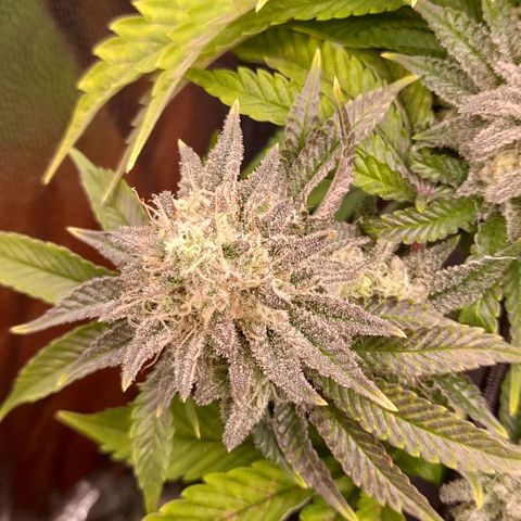 Gorilla Sherbet  growlog timeline photo