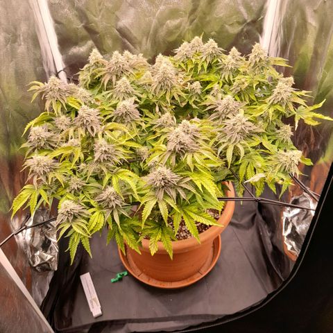 Gorilla Sherbet  growlog timeline photo