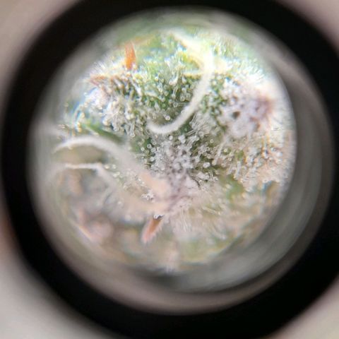 Gorilla Sherbet  growlog timeline photo