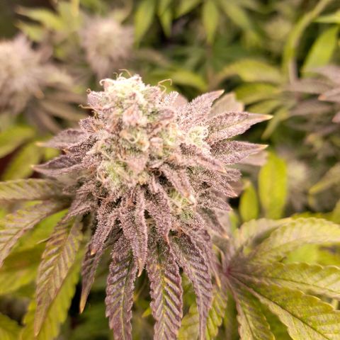 Gorilla Sherbet  growlog timeline photo