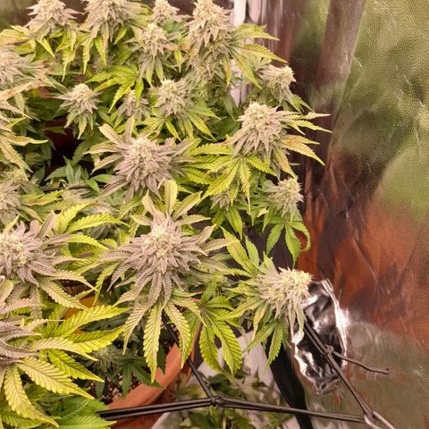 Gorilla Sherbet  growlog timeline photo