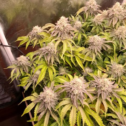 Gorilla Sherbet  growlog timeline photo